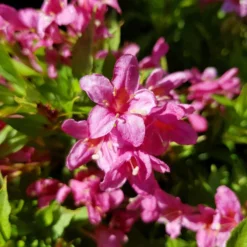 Weigela Picobella Rosa ('Tvp2') (PBR) 5 Weigela Picobella Rosa ('Tvp2') (PBR) -Cheap Plants Store pl2000036122 card3 lg