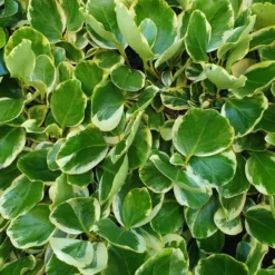 Griselinia Littoralis 'Variegata'