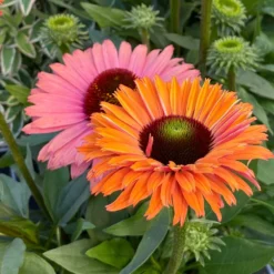 Echinacea SunSeekers Rainbow ('IFECSSRA') (PBR) (SunSeekers Series) -Cheap Plants Store pl2000036167 card3 lg