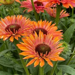 Echinacea SunSeekers Rainbow ('IFECSSRA') (PBR) (SunSeekers Series) -Cheap Plants Store pl2000036167 card4 lg