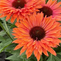 Echinacea SunSeekers Rainbow ('IFECSSRA') (PBR) (SunSeekers Series) -Cheap Plants Store pl2000036167 card5 lg