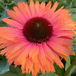 Echinacea SunSeekers Rainbow ('IFECSSRA') (PBR) (SunSeekers Series) -Cheap Plants Store pl2000036167 card6 lg