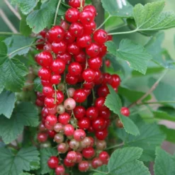 Redcurrant 'Jonkheer Van Tets'