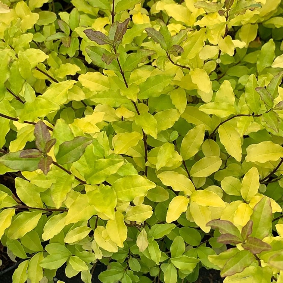 Ligustrum Ovalifolium 'Lemon And Lime' 1 Ligustrum Ovalifolium 'Lemon And Lime'