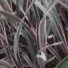 Phormium 'Pink Stripe'