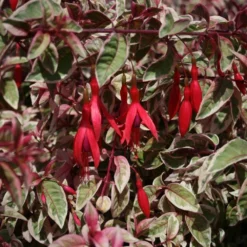 Fuchsia 'Sunray' -Cheap Plants Store pl2000036241 card3 lg