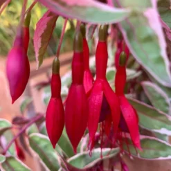 Fuchsia 'Sunray' -Cheap Plants Store pl2000036241 card4 lg