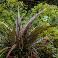 Astelia Nervosa 'Westland' -Cheap Plants Store pl2000036243 card3 lg