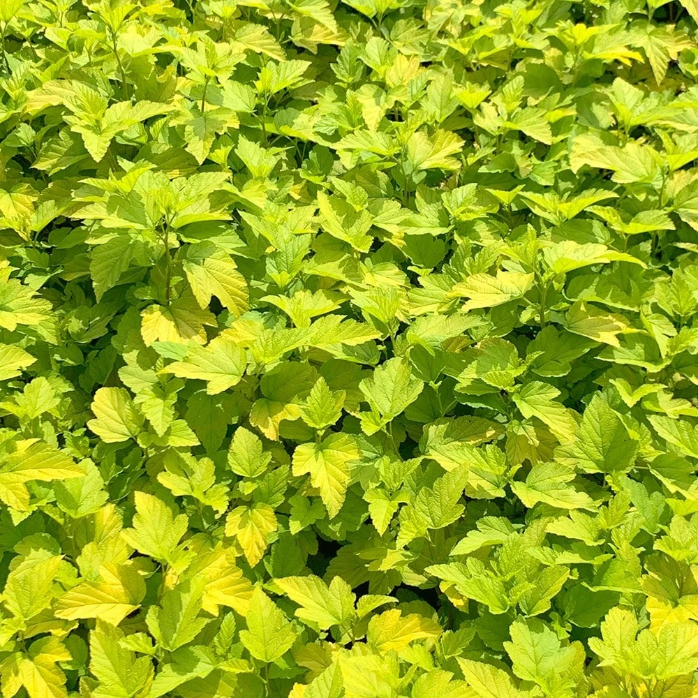 Physocarpus Opulifolius 'Dart's Gold' 2 Physocarpus Opulifolius 'Dart's Gold' - Image 2