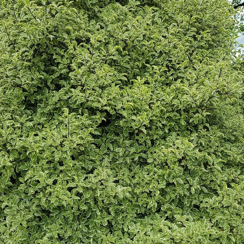 Pittosporum Tenuifolium 'Silver Queen' 3 Pittosporum Tenuifolium 'Silver Queen' - Image 3