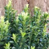 Euonymus Japonicus 'Green Rocket'