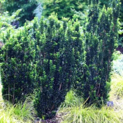 Euonymus Japonicus 'Green Rocket' -Cheap Plants Store pl2000036250 card3 lg