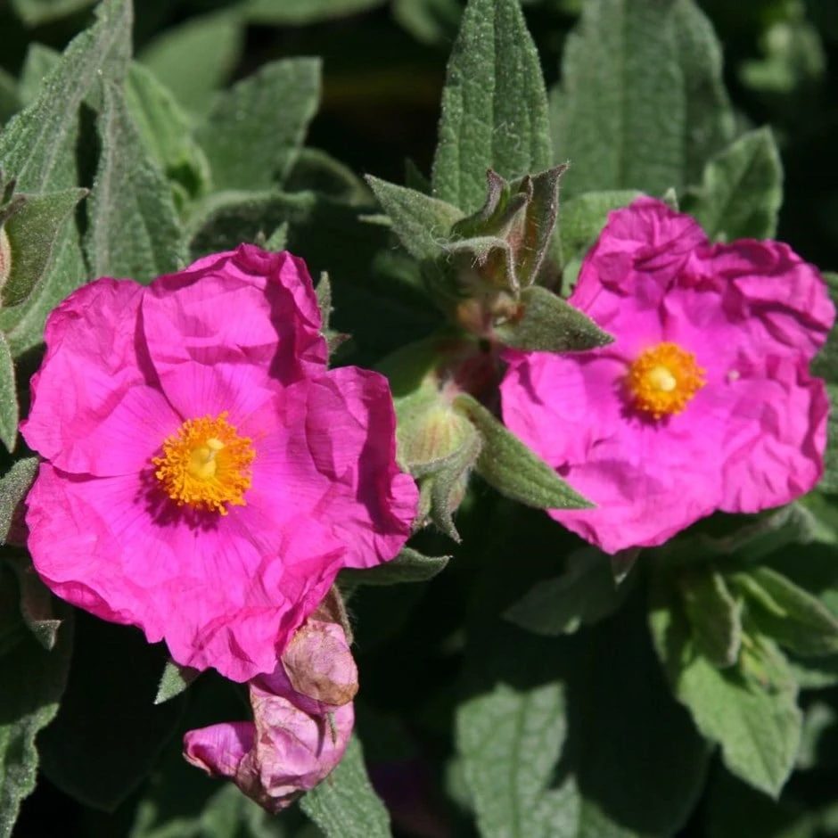 Cistus × Pulverulentus 'Sunset' 1 Cistus × Pulverulentus 'Sunset'