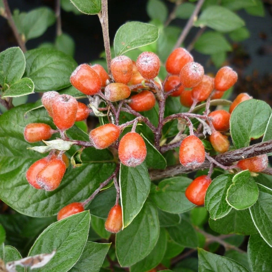 Cotoneaster Naoujanensis 'Berried Treasure' 1 Cotoneaster Naoujanensis 'Berried Treasure'