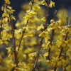 Forsythia × Intermedia 'Goldrausch'