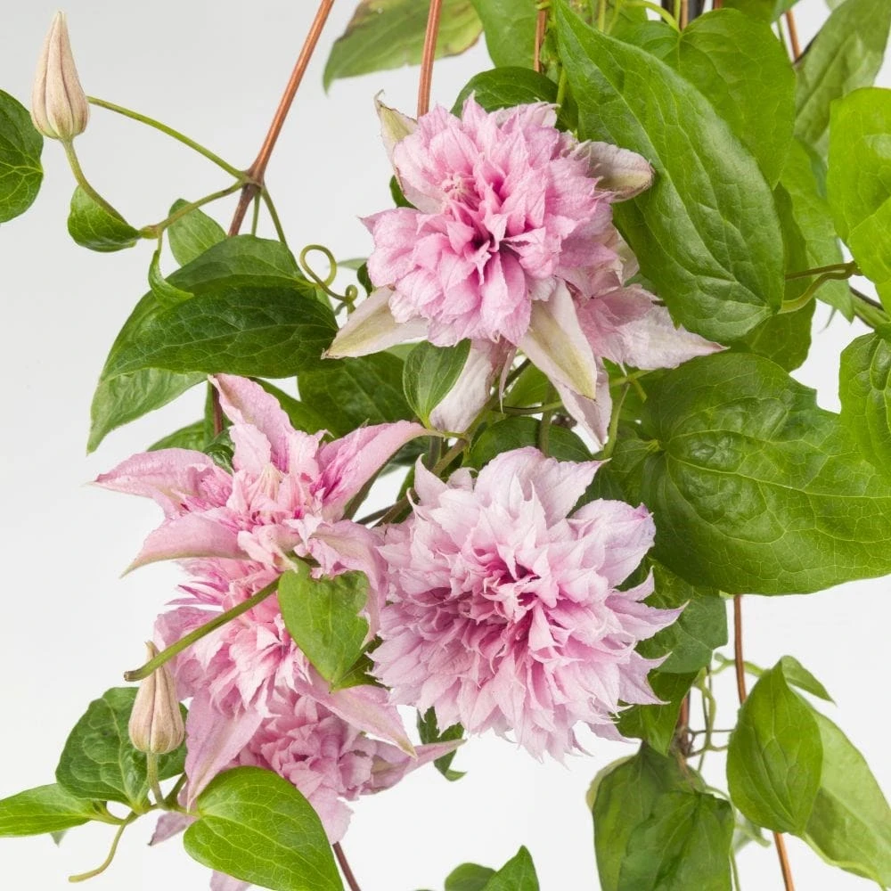 Clematis Multi Pink ('ST17333') (PBR) 2 Clematis Multi Pink ('ST17333') (PBR) - Image 2
