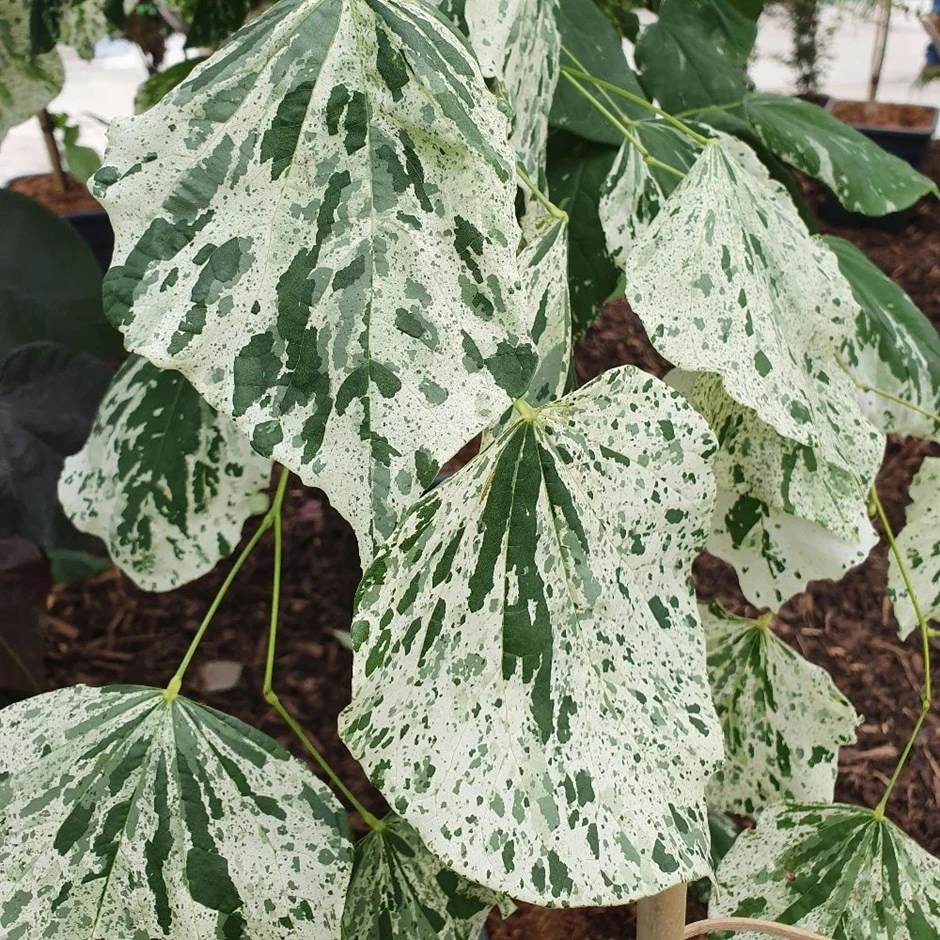 Cercis Canadensis 'Alley Cat' 1 Cercis Canadensis 'Alley Cat'