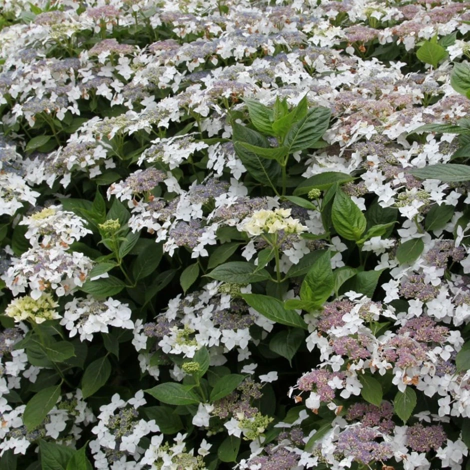 Hydrangea Macrophylla 'Lanarth White' 1 Hydrangea Macrophylla 'Lanarth White'