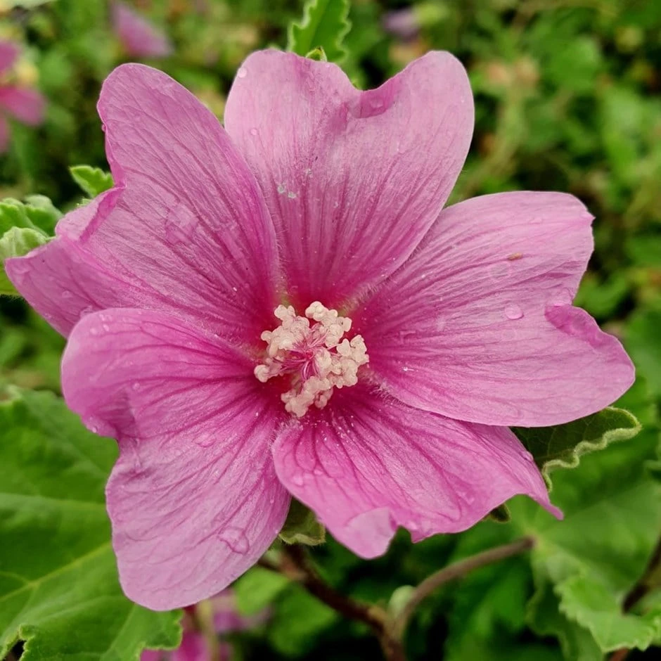 Malva × Clementii 'Burgundy Wine' 1 Malva × Clementii 'Burgundy Wine'