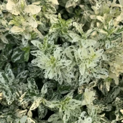 Euonymus Fortunei 'Harlequin' -Cheap Plants Store pl2000036875 card3 lg