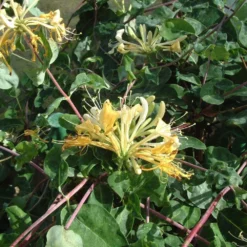 Lonicera Periclymenum 'Sweet Sue' -Cheap Plants Store pl2000036881 card3 lg