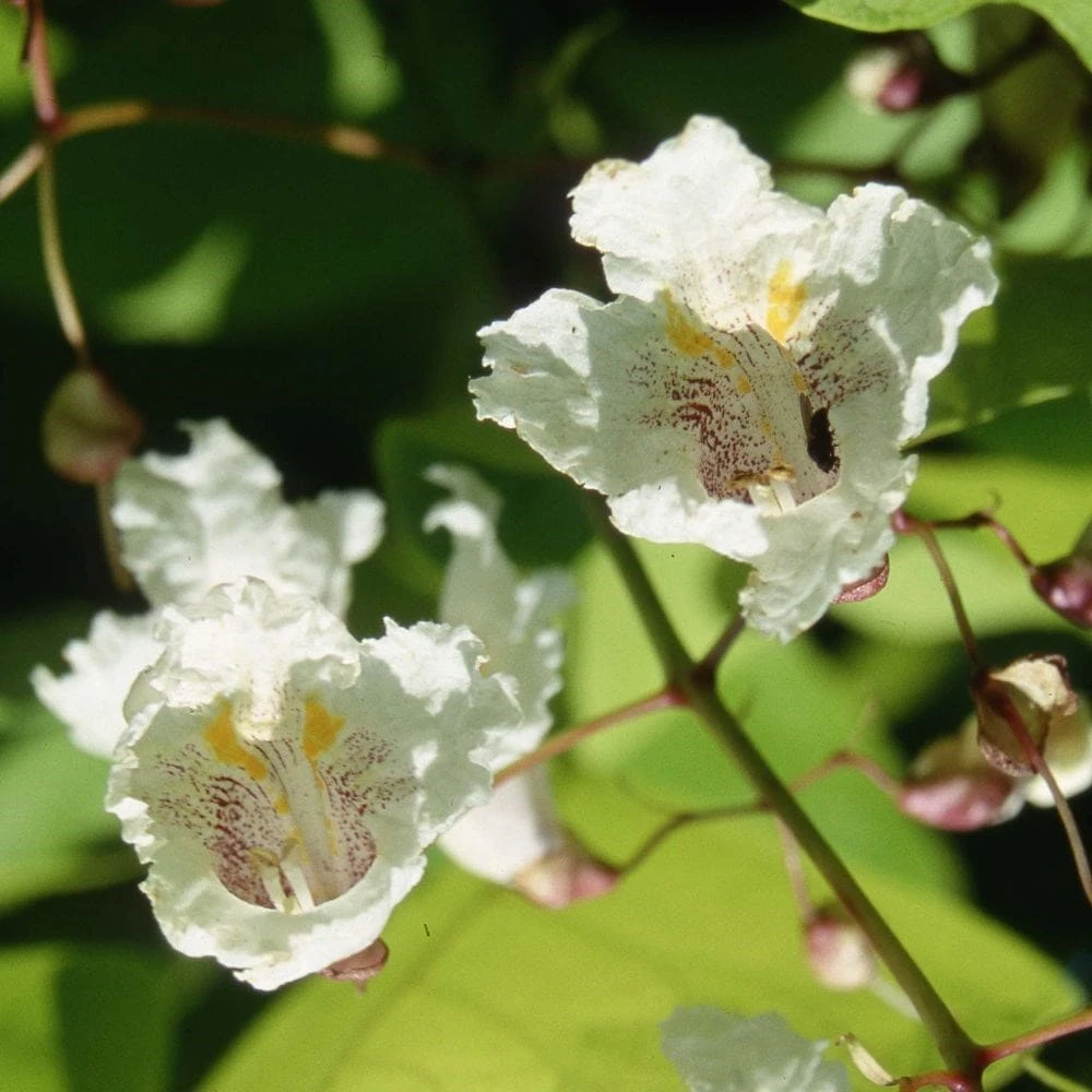 Catalpa Bignonioides 'Aurea' 2 Catalpa Bignonioides 'Aurea' - Image 2