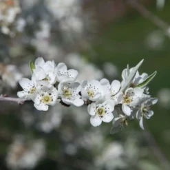 Pyrus Salicifolia 'Pendula' -Cheap Plants Store pl2000036892 card3 lg