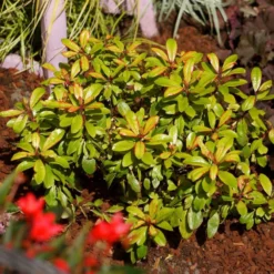 Escallonia Glowing Embers ('Lowat21') (PBR) -Cheap Plants Store pl2000037009 card3 lg