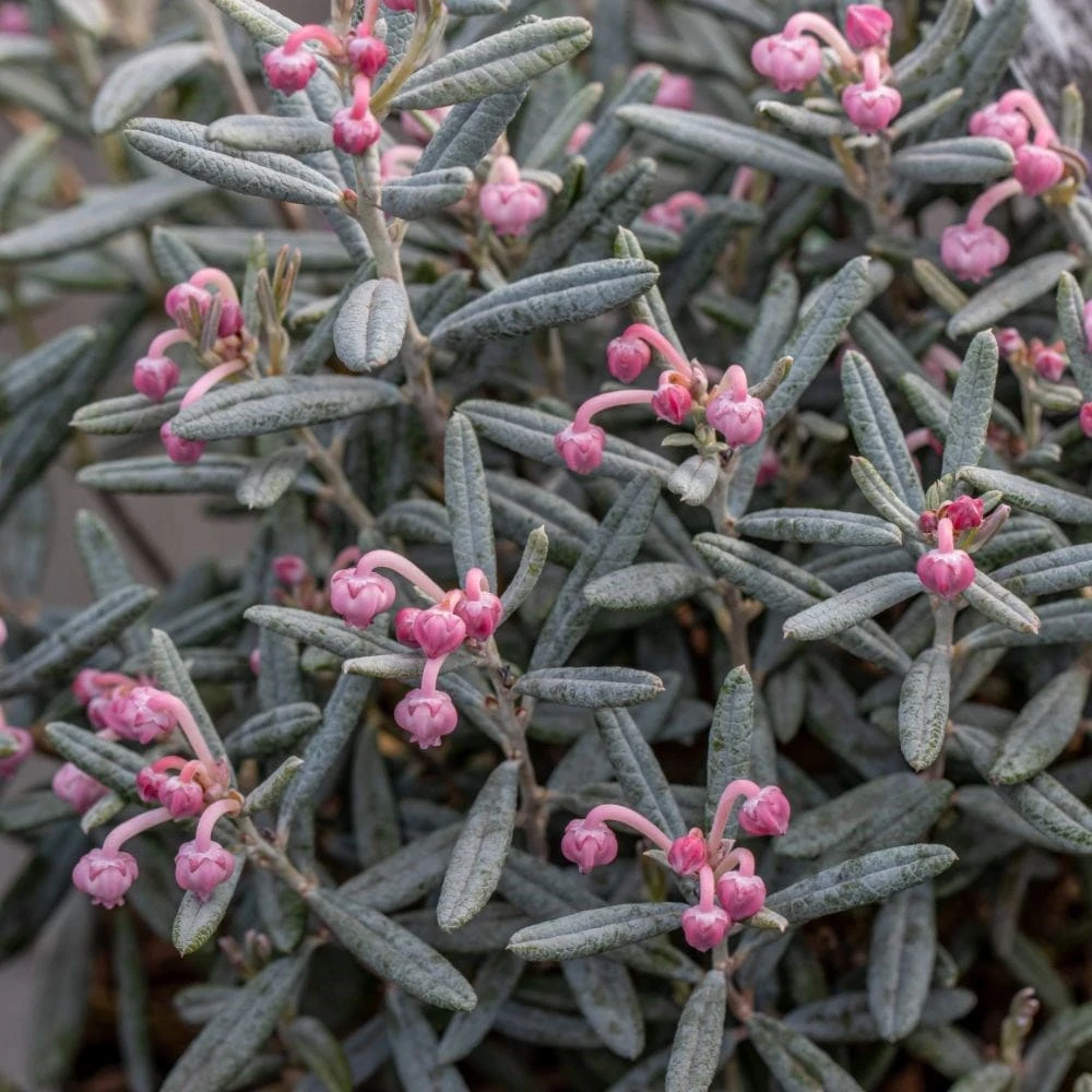 Andromeda Polifolia 'Blue Lagoon' 2 Andromeda Polifolia 'Blue Lagoon' - Image 2