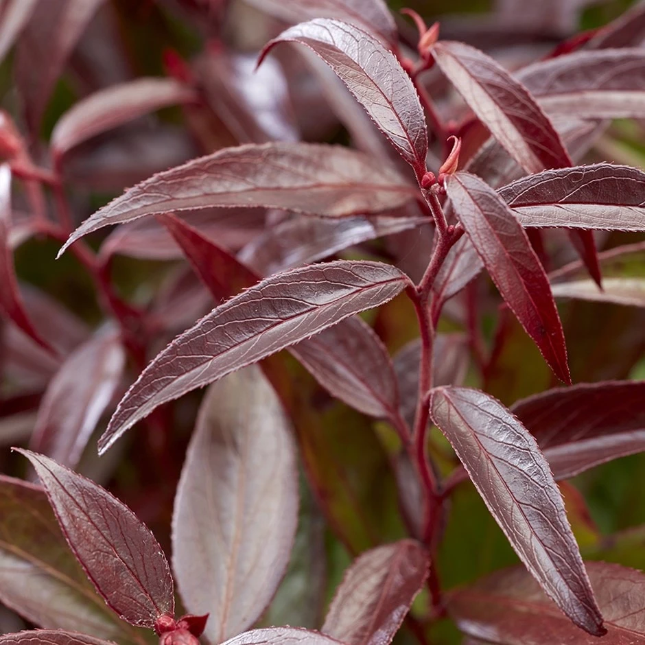 Leucothoe Keiskei Burning Love ('Opstal 50') (PBR) 1 Leucothoe Keiskei Burning Love ('Opstal 50') (PBR)