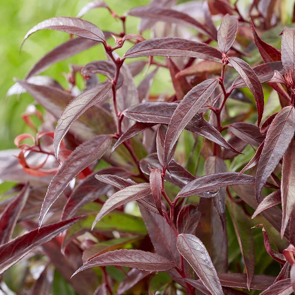 Leucothoe Keiskei Burning Love ('Opstal 50') (PBR) 2 Leucothoe Keiskei Burning Love ('Opstal 50') (PBR) - Image 2