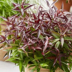 Leucothoe Keiskei Burning Love ('Opstal 50') (PBR) 5 Leucothoe Keiskei Burning Love ('Opstal 50') (PBR) -Cheap Plants Store pl2000037072 card3 lg