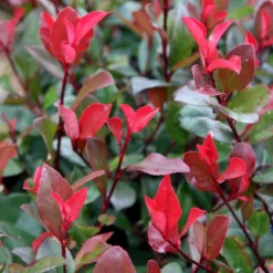 Photinia × Fraseri 'Little Red Robin'