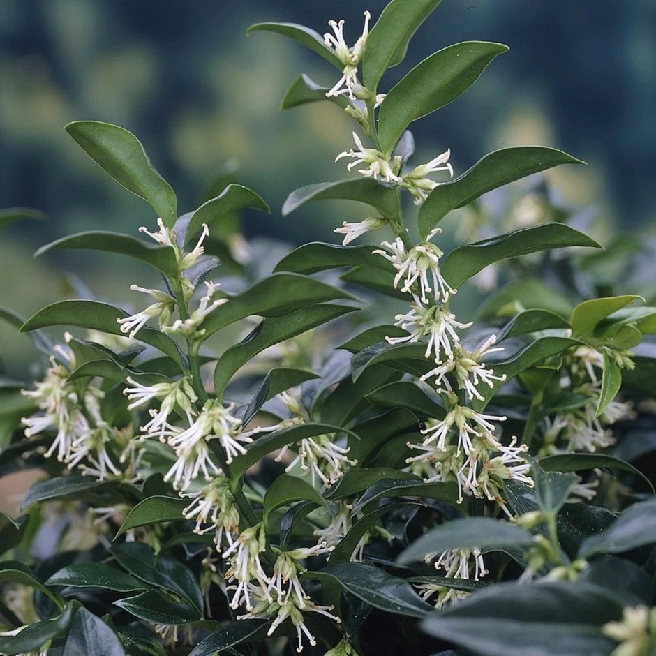 Sarcococca Hookeriana Var. Humilis 1 Sarcococca Hookeriana Var. Humilis