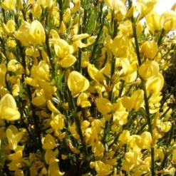 Cytisus × Praecox 'Allgold' -Cheap Plants Store pl2000037170 card3 lg