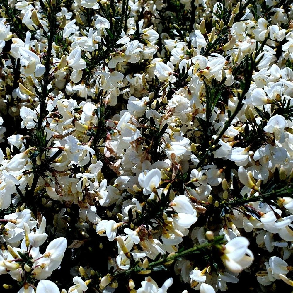 Cytisus × Praecox 'Albus' 2 Cytisus × Praecox 'Albus' - Image 2