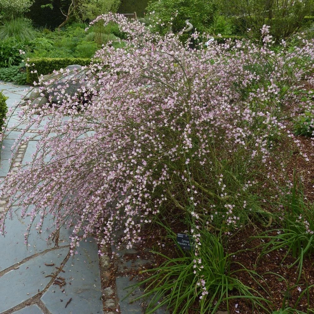 Cytisus 'Moyclare Pink' 2 Cytisus 'Moyclare Pink' - Image 2