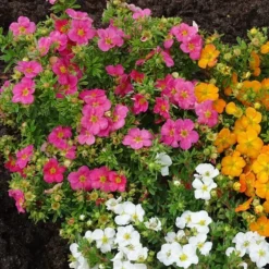 Potentilla Fruticosa Bellissima ('Hachliss') (PBR) -Cheap Plants Store pl2000037211 card3 lg