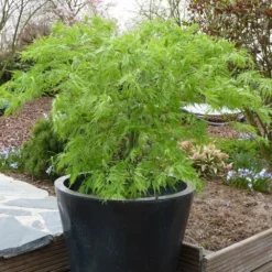 Acer Palmatum 'Dissectum' -Cheap Plants Store pl2000037215 card3 lg