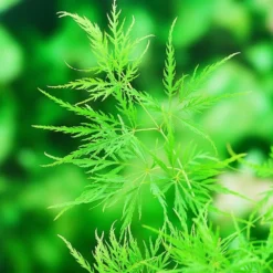Acer Palmatum 'Dissectum' -Cheap Plants Store pl2000037215 card5 lg