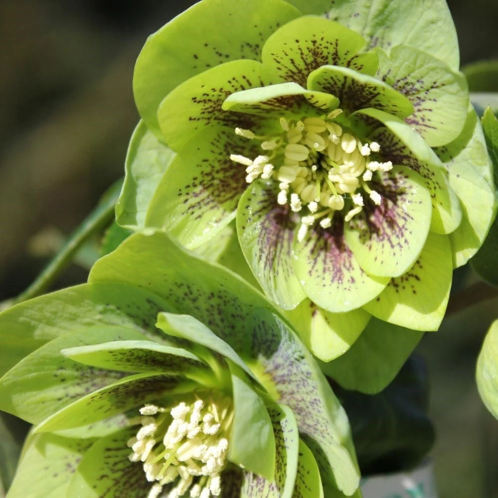 Helleborus × Hybridus Harvington Double Green Speckled 2 Helleborus × Hybridus Harvington Double Green Speckled - Image 2