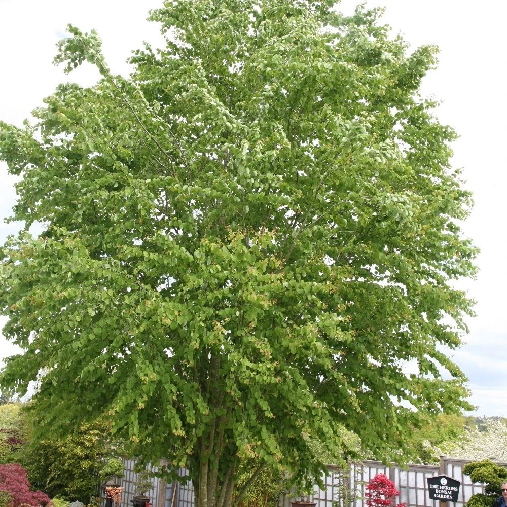 Cercidiphyllum Japonicum 2 Cercidiphyllum Japonicum - Image 2