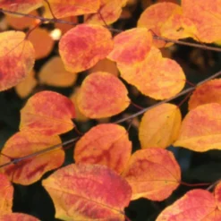 Cercidiphyllum Japonicum 6 Cercidiphyllum Japonicum -Cheap Plants Store pl2000037239 card3 lg