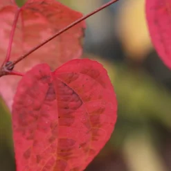 Cercidiphyllum Japonicum 7 Cercidiphyllum Japonicum -Cheap Plants Store pl2000037239 card4 lg