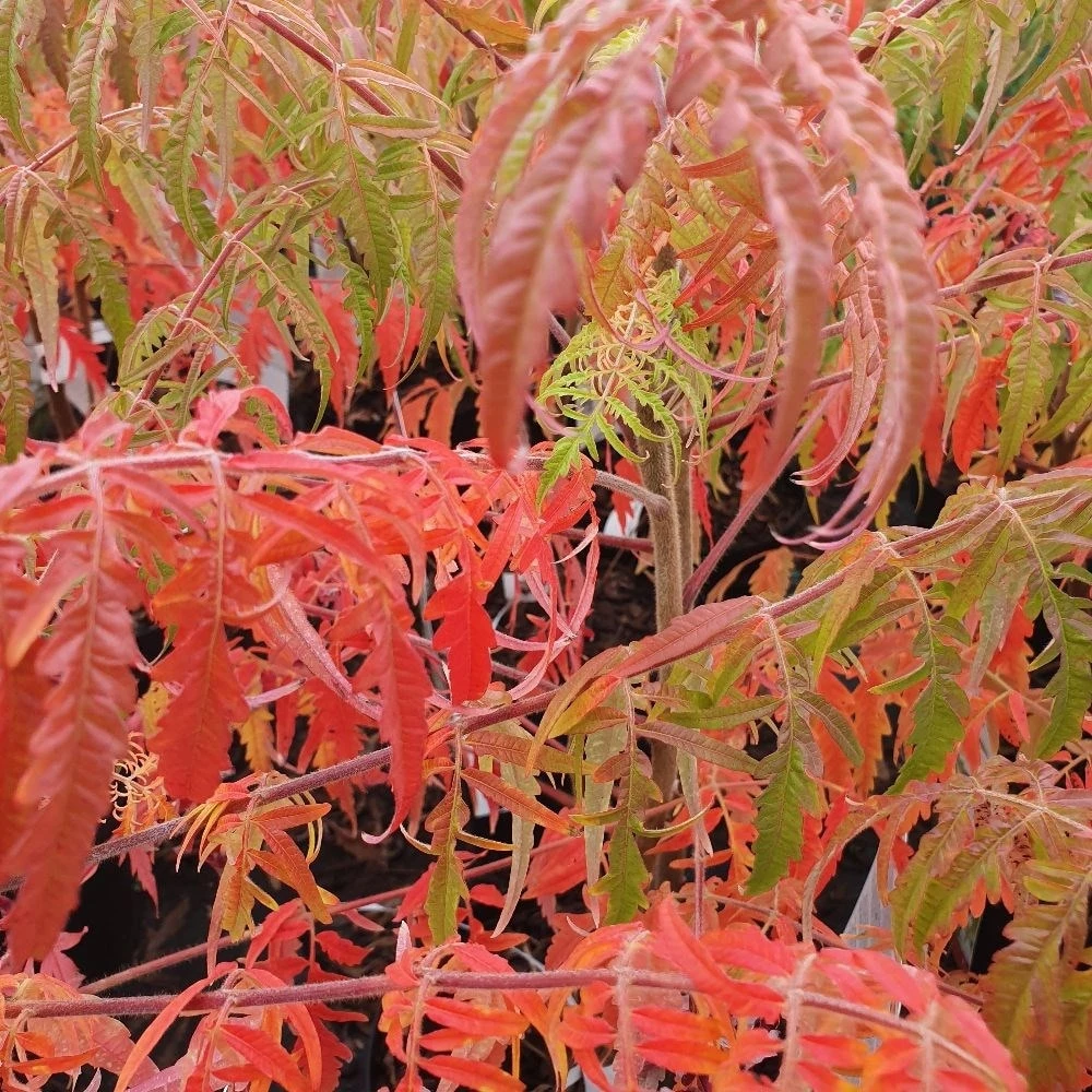 Rhus Typhina Tiger Eyes ('Bailtiger') 2 Rhus Typhina Tiger Eyes ('Bailtiger') - Image 2