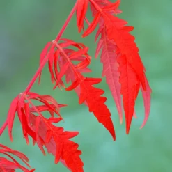 Rhus Typhina Tiger Eyes ('Bailtiger') 5 Rhus Typhina Tiger Eyes ('Bailtiger') -Cheap Plants Store pl2000037246 card3 lg