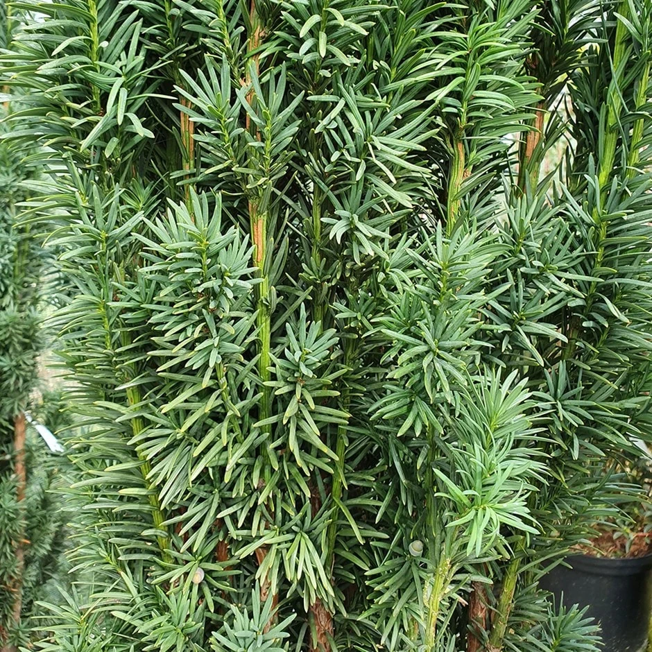 Taxus Baccata 'Fastigiata Robusta' 1 Taxus Baccata 'Fastigiata Robusta'