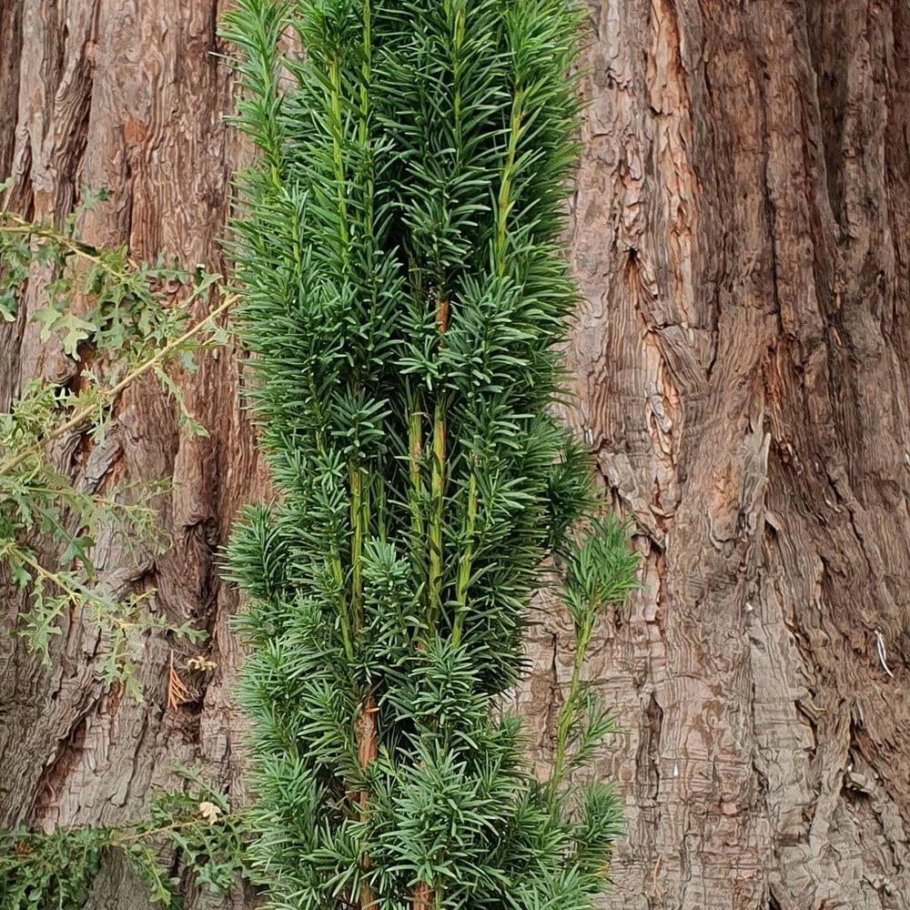 Taxus Baccata 'Fastigiata Robusta' 3 Taxus Baccata 'Fastigiata Robusta' - Image 3