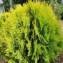 Platycladus Orientalis 'Aurea Nana'
