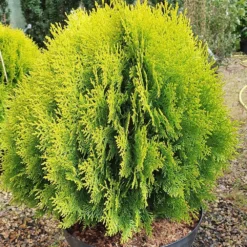 Platycladus Orientalis 'Aurea Nana' -Cheap Plants Store pl2000037289 card3 lg